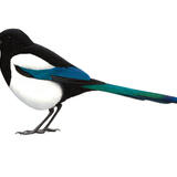 Magpie