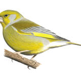 Greenfinch