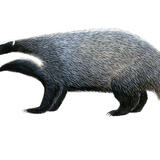 Badger