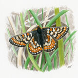 Marsh Fritillary