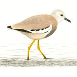 White-tailed Plover