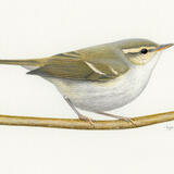 Two-barred Greenish Warbler