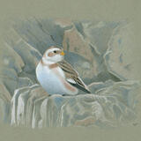 Snow Bunting