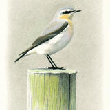 Wheatear