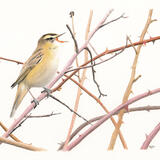 Sedge Warbler