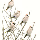 Waxwings
