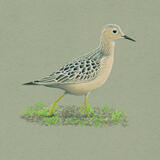 Buff-breasted Sandpiper