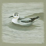 Grey Phalarope