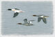 Goosanders