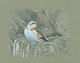 Snow Bunting