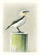 Wheatear