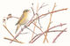 Sedge Warbler