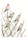 Waxwings