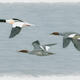 Goosanders