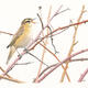 Sedge Warbler