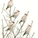 Waxwings