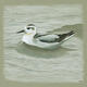 Grey Phalarope