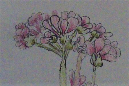 Natural World project 2019 