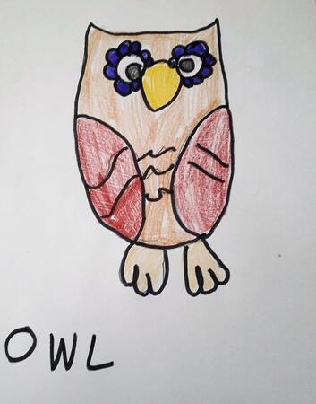 Owl 