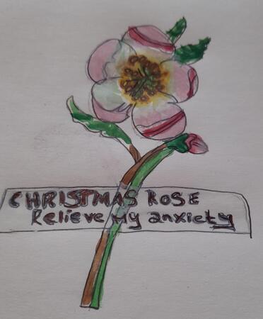 Christmas Rose