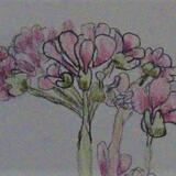 Natural World project 2019 