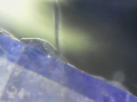 Translucent Lizard Lit