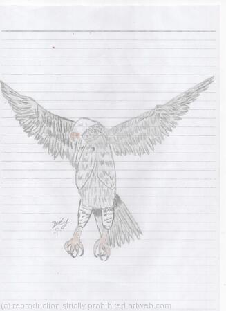 Alighting Eagle colour