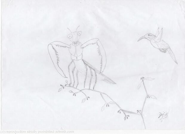 Humingbird and Praying Mantis