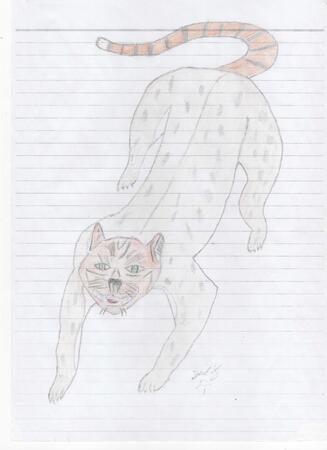 Feline agility colour