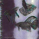 Three's company alt1