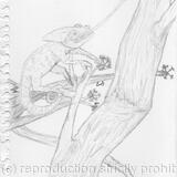 Chameleon's Luncheon