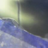 Translucent Lizard Lit