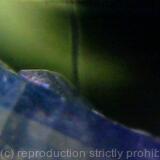 Translucent Lizard Dark