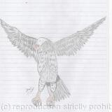 Alighting Eagle colour