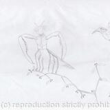 Humingbird and Praying Mantis