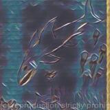 Down Around the Coral and Kelp alt1