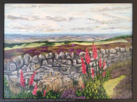 Foxgloves on the Cleveland Way