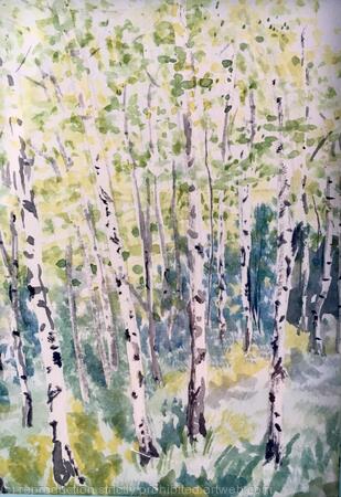 Silver Birch Trees