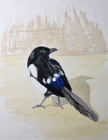 Magpie