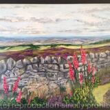 Foxgloves on the Cleveland Way