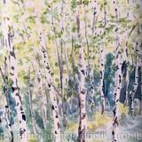 Silver Birch Trees