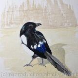 Magpie