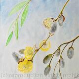 Pussy Willow