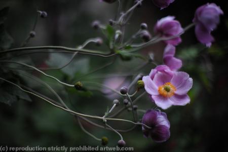 Anemone Japonica