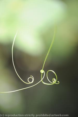 Tendril