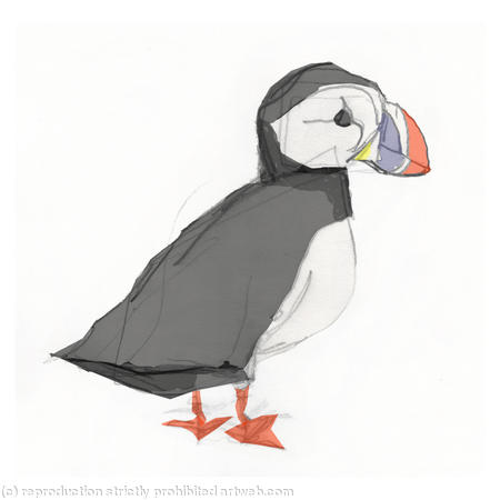 Atlantic Puffin
