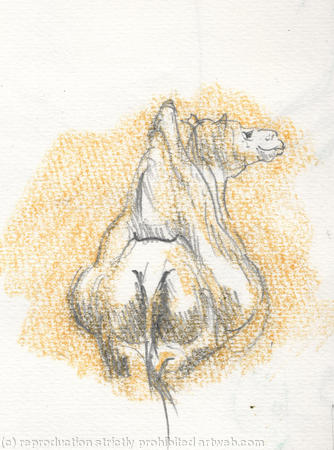  Seated Camel Sketchmob Summer School at London Zoo