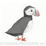 Atlantic Puffin