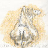  Seated Camel Sketchmob Summer School at London Zoo