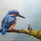 Kingfisher